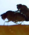 Copulating flies