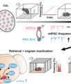 A graphical summary of this study. Fear conditioning induces long-term GABAergic synaptic plasticity and activates a small population of GABAergic neurons (inhibitory engram) in the mouse central lateral amygdala (CeL). Silencing this CeL GABAergic engram disinhibits the activity of targeted extra-amygdaloid areas, selectively increasing the expression of fear during memory retrieval. 