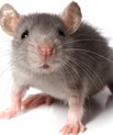 Gennem forsøg på mus har forskere opdaget en vigtig mekanisme i hjernen, der giver ADHD.
