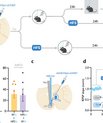 Graphic from publication showing Homosynaptic long-term potentiation (LTP) stimulus minutes before, after, or 24 hr after a weak associative conditioning produces lasting memory.