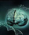 In rare cases herpes virus develops into a severe inflammation of the brain. The disease can cause permanent brain damage and even death.