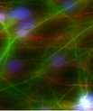 Molecular Psychiatry