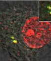 Her ses hvordan en celle med forsvarsproteinet (rød farve) fanger hiv uden for cellens kerne (gul farve). Dette bevirker, at cellens forsvarssystem aktiveres og efterfølgende blokerer hiv-infektionen.